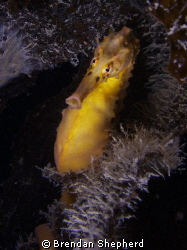 Big Bellied Seahorse.
Olympus 5060. by Brendan Shepherd 